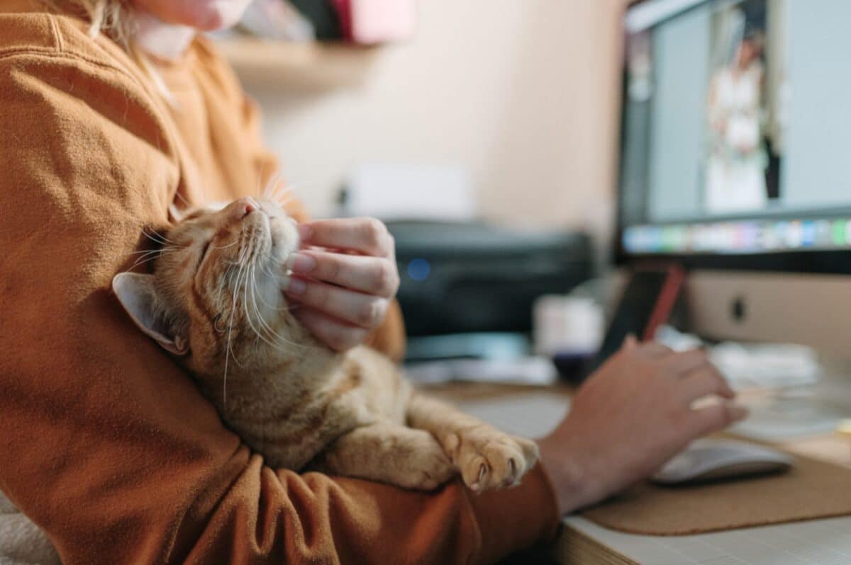 How to Keep Indoor Cats Entertained While You’re at Work