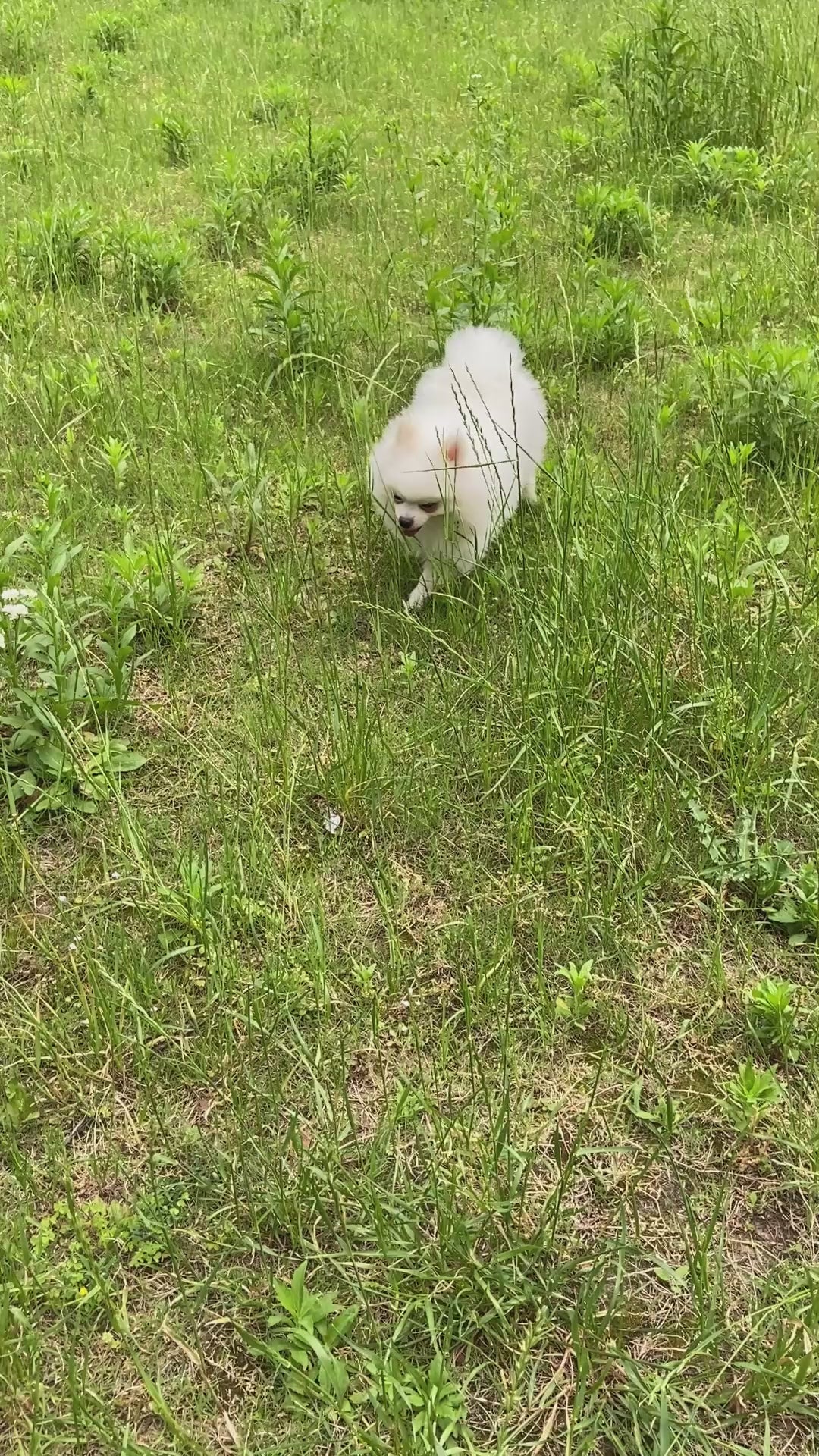 3-in-1 Pet Water, Food, and Poop Dispenser Bottle