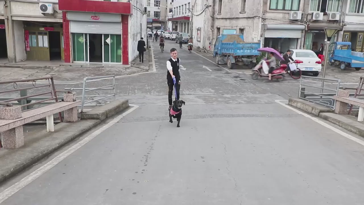 Pet Supplies With Water Bottle, Cup, Pet Rope